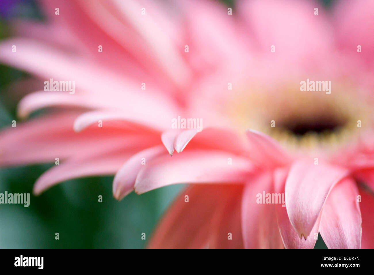 Gerbera jamesonii transvaal daisy flower, close up Stock Photo