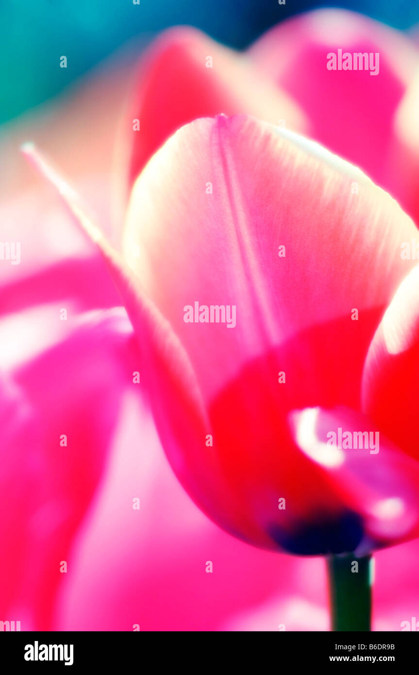 Tulip flower, close up Stock Photo - Alamy