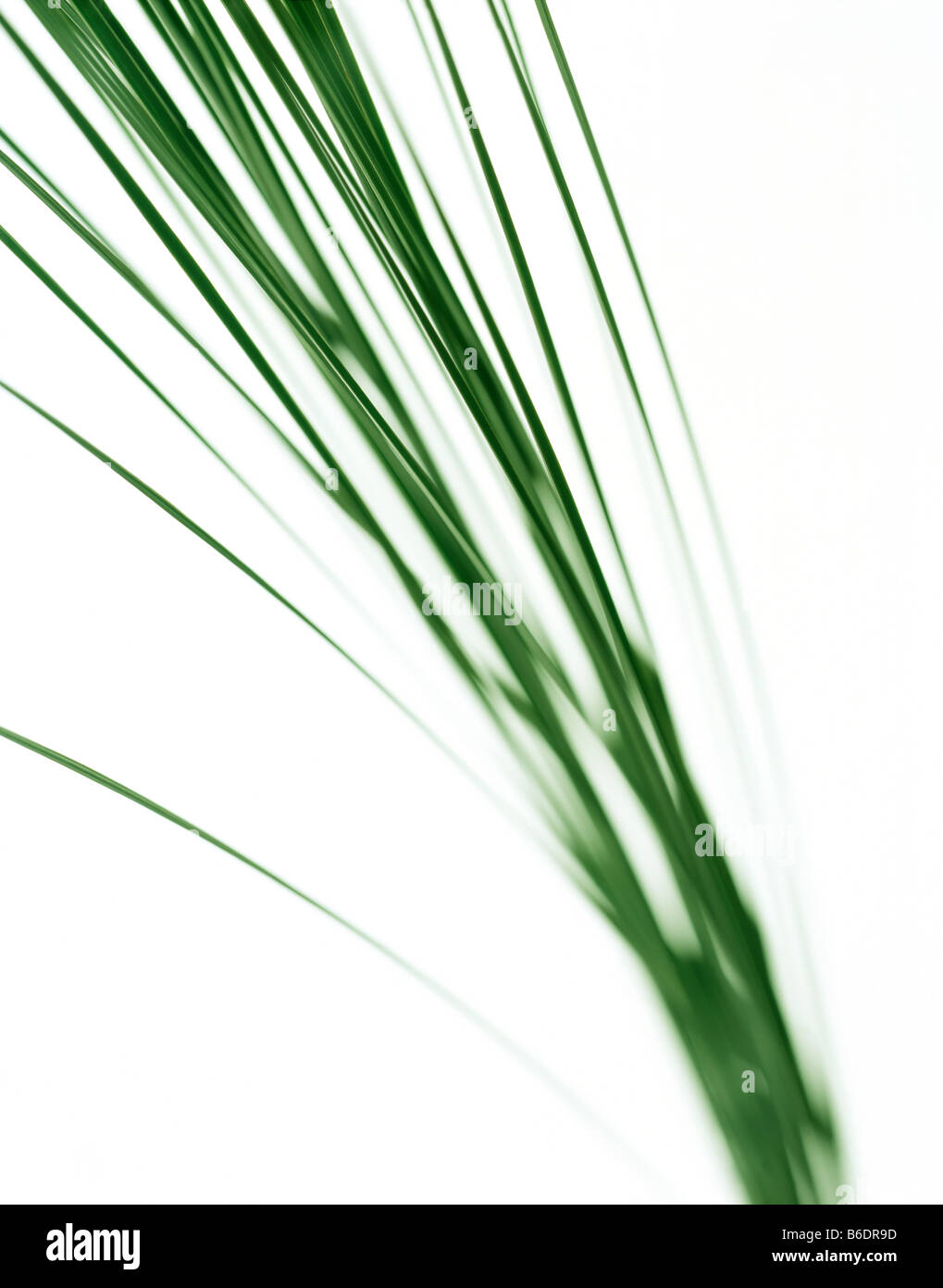 Blades of grass, close up Stock Photo Alamy