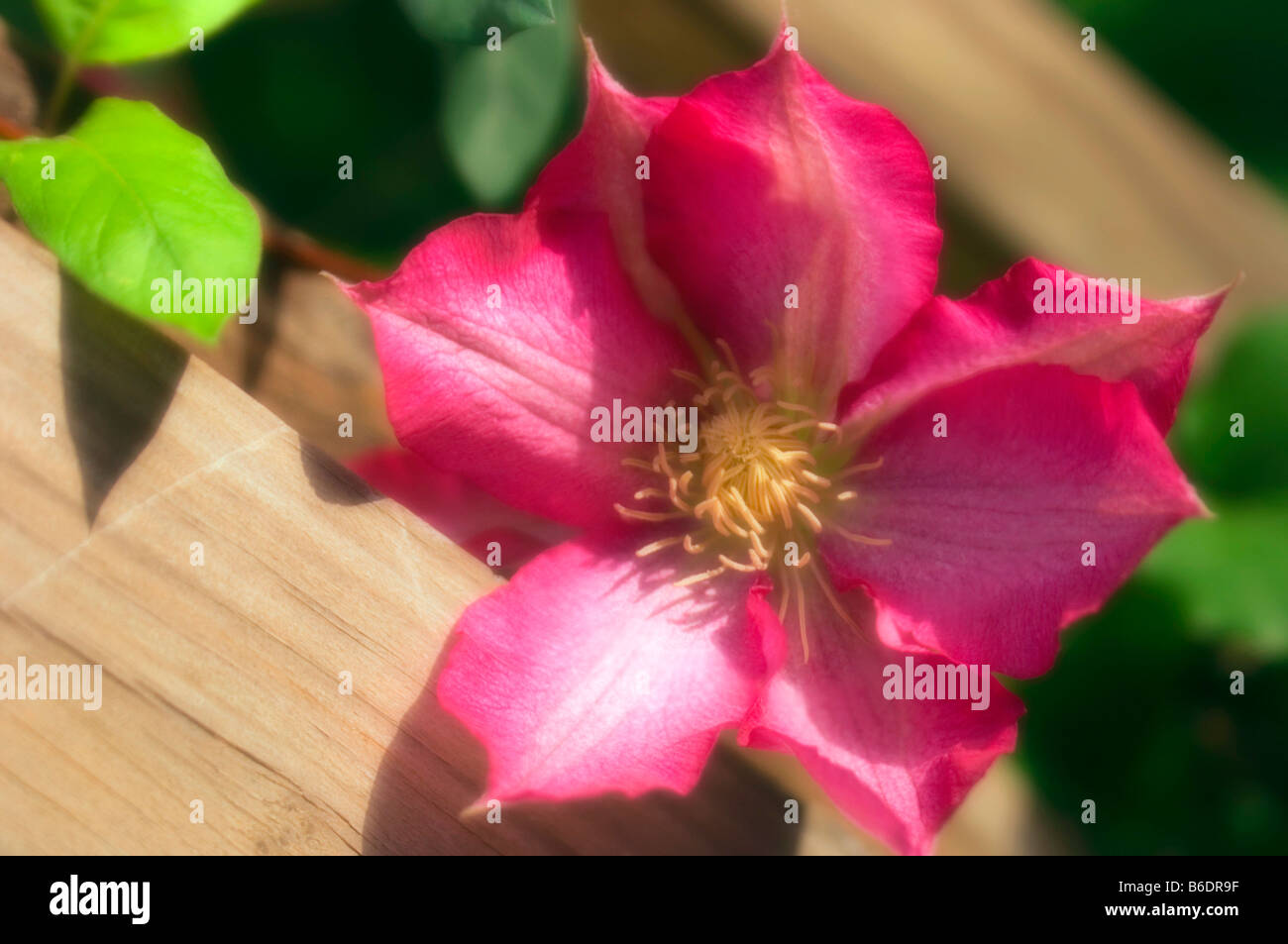 Clematis flower, close up Stock Photo