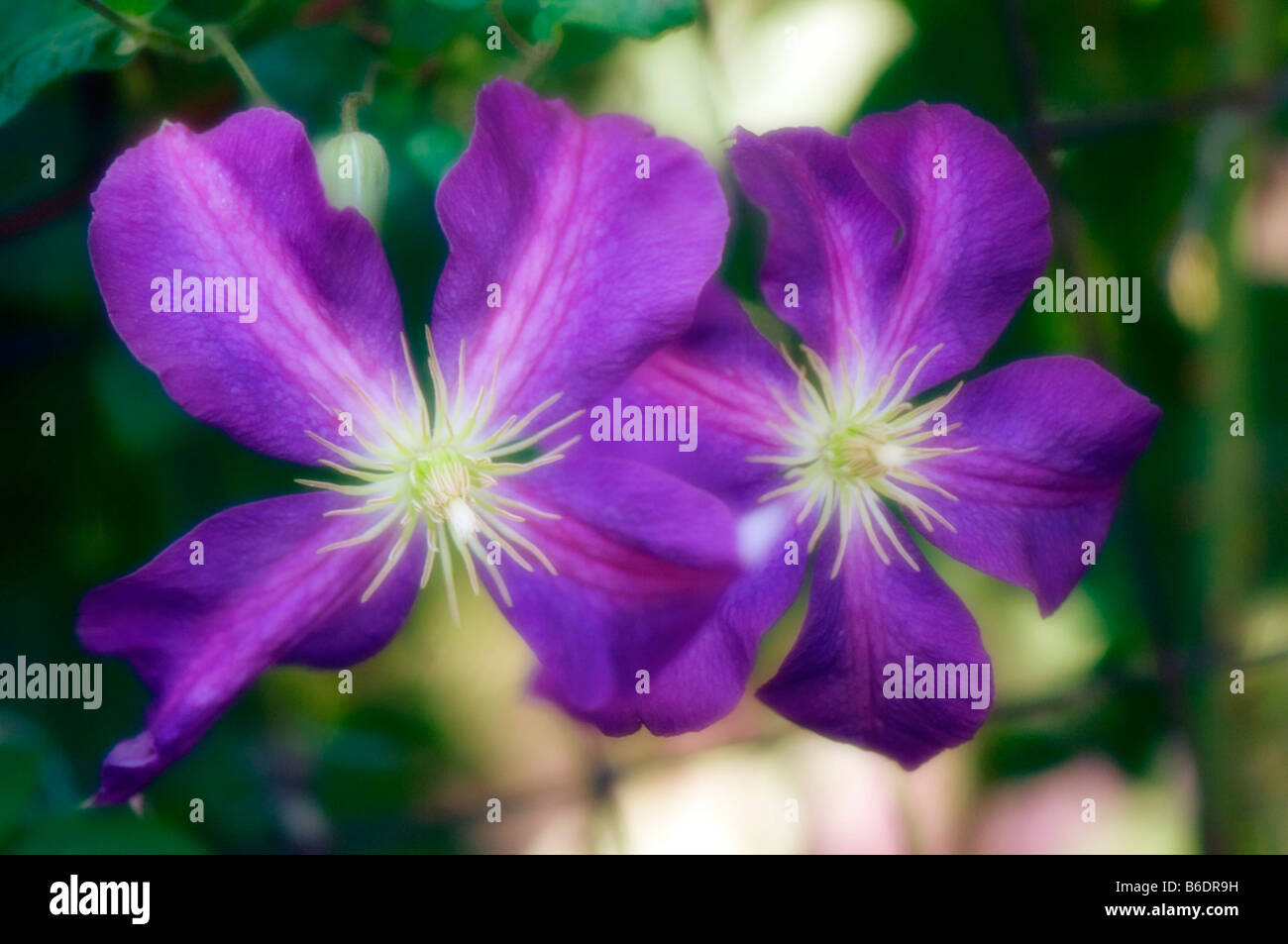 Clematis flower, close up Stock Photo