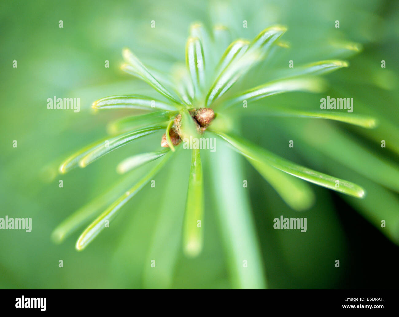 Needle-like leaves from aunidentified conifer tree Stock Photo