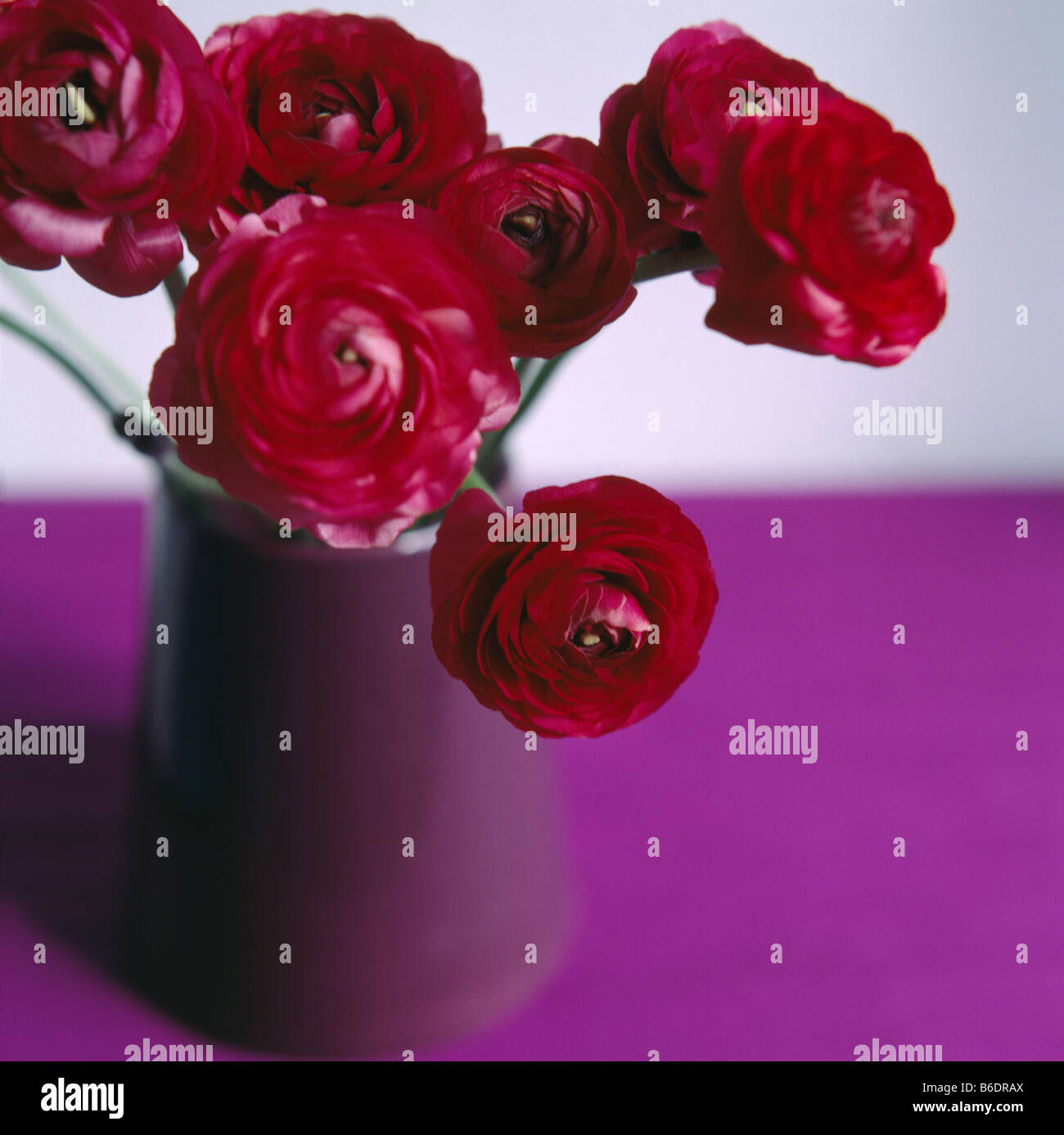 Ranunculus flowers in a vase. Ranunculus aconitifolius is a member of