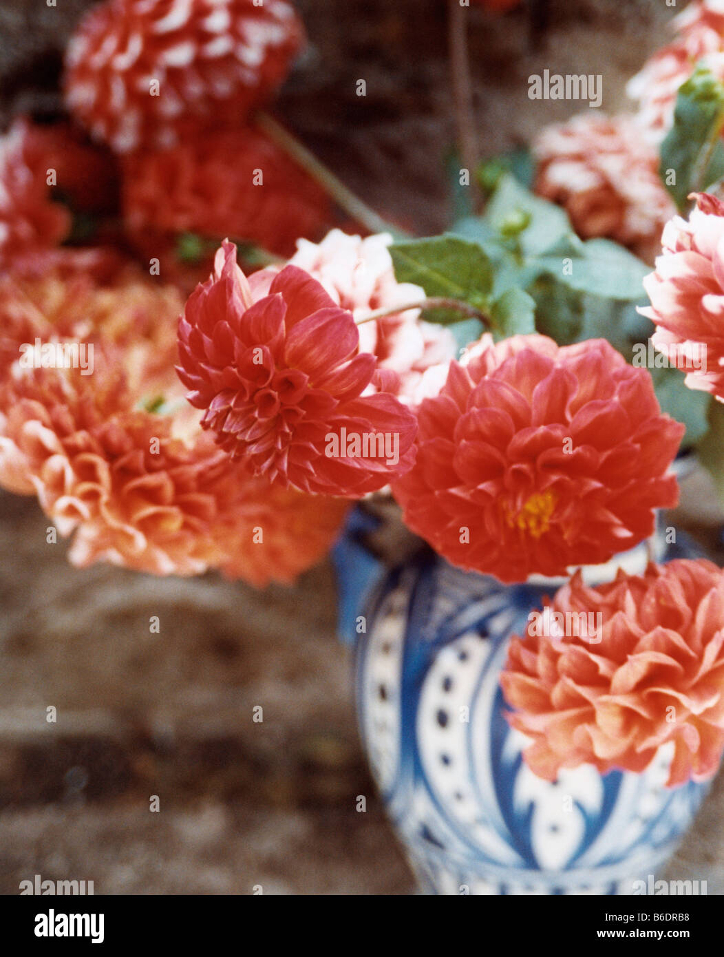 Dahlia flowers in a vase. Dahlia flowers(Dahlia sp.) are herbaceous, perennialtropical plants. Stock Photo