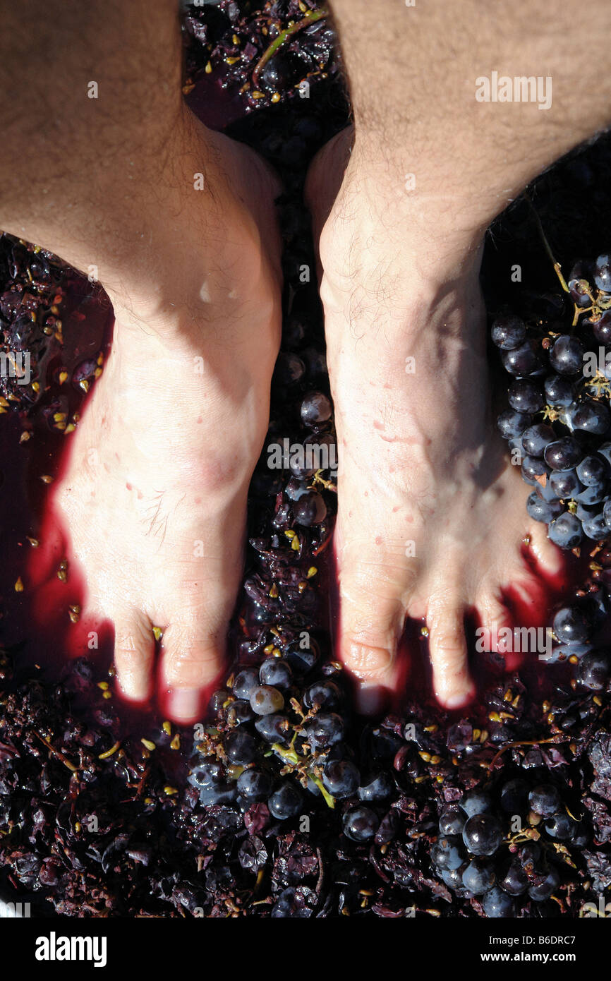 Feet of a Man Stomping Squeezing Red Purple Grapes in the Traditional