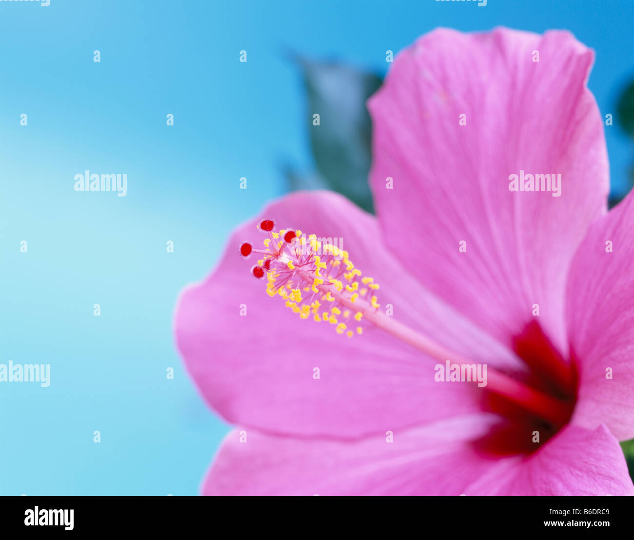 Hibiscus or rosemallow,flower and reproductive organs. Stock Photo