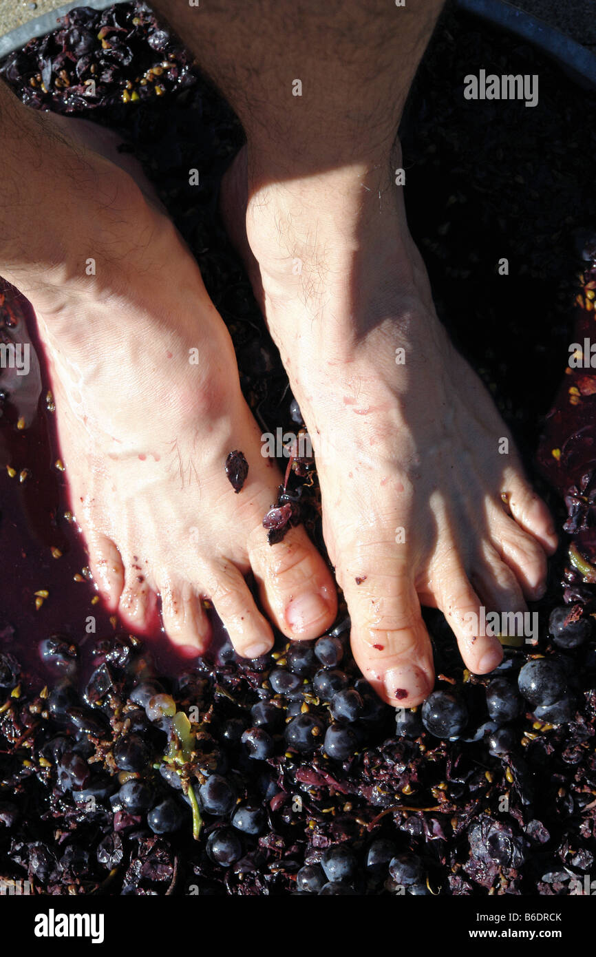 Barefoot Grape Stomping