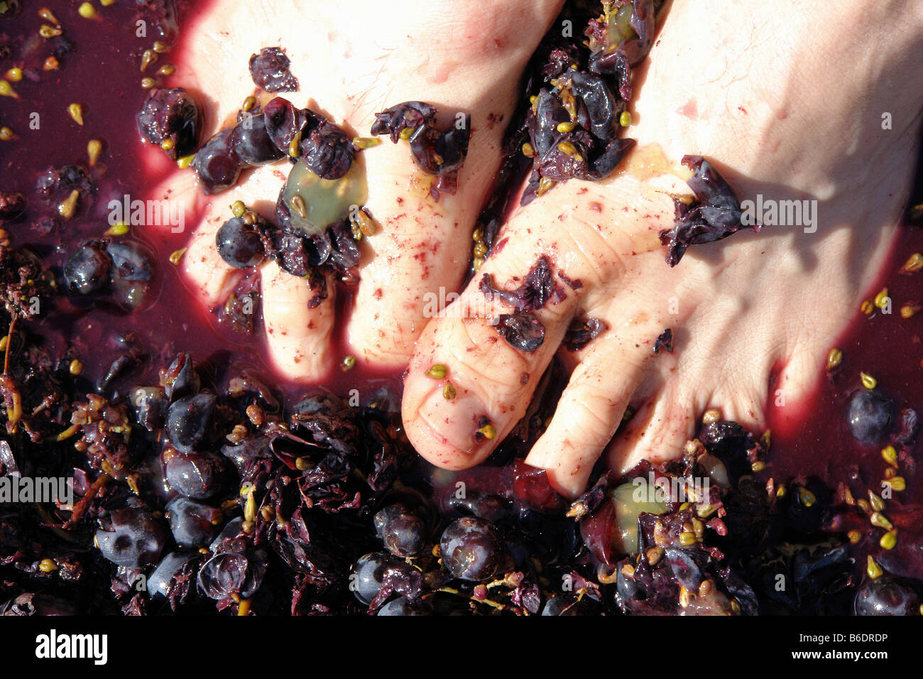 Feet of a Man Stomping Squeezing Red Purple Grapes in the Traditional