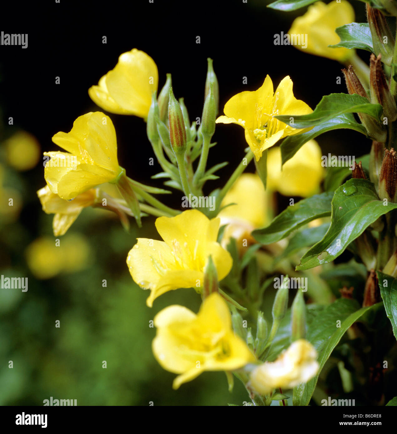 Evening primrose flowers (Oenothera sp.). Stock Photo