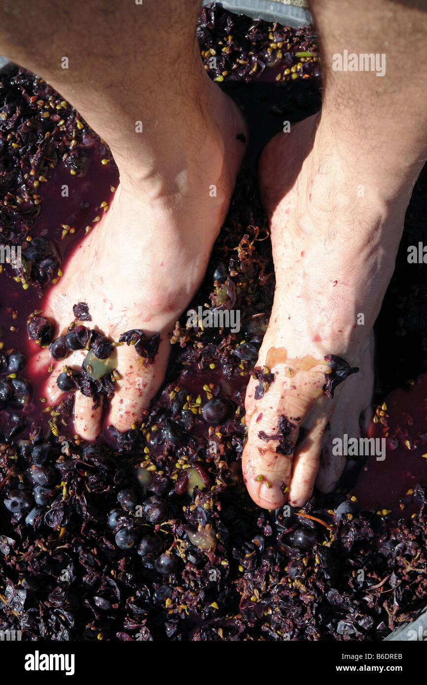Feet of a Man Stomping Squeezing Red Purple Grapes in the Traditional Wine Making Process Copy Space Stock Photo