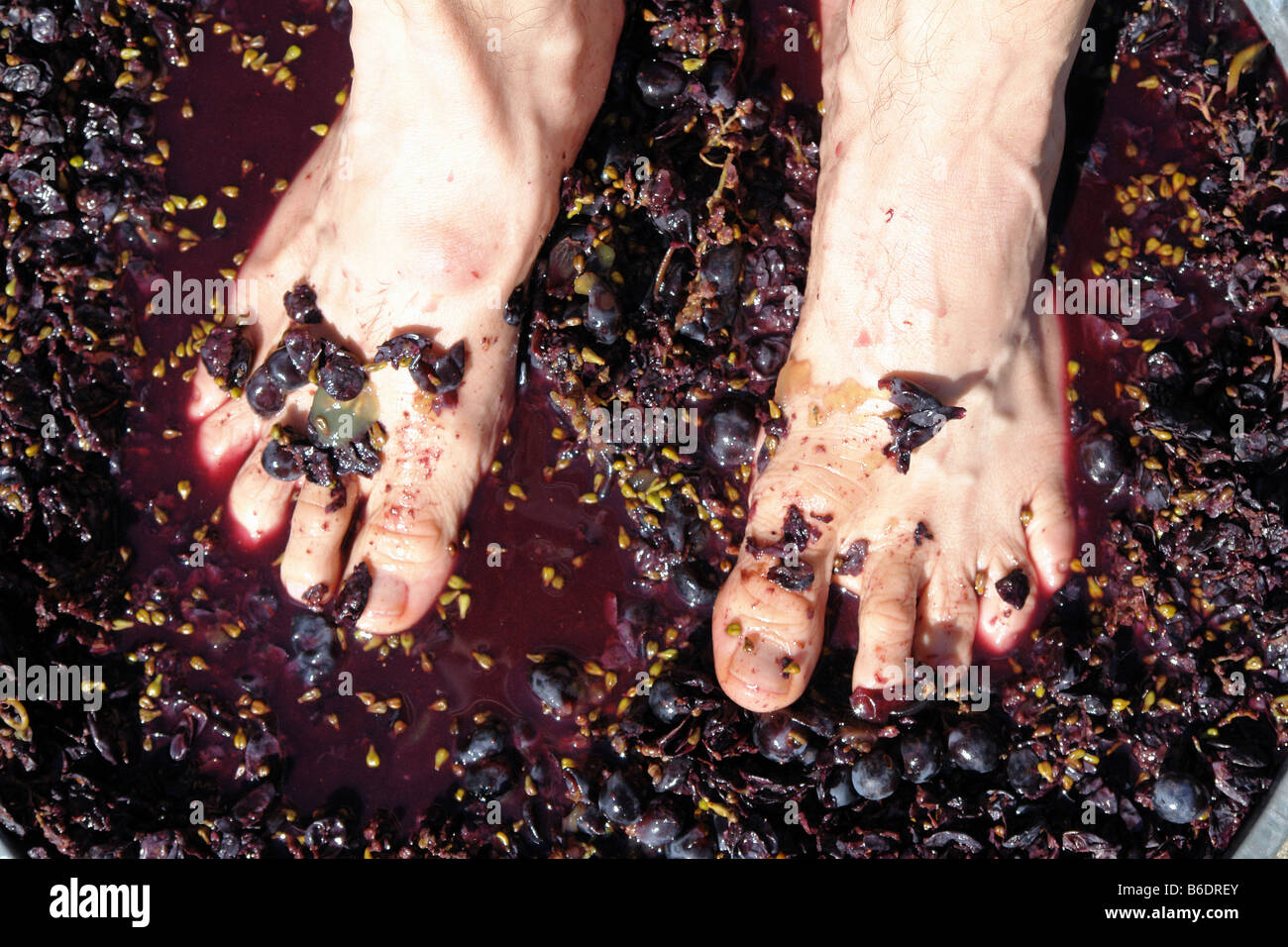 Feet of a Man Stomping Squeezing Red Purple Grapes in the Traditional Wine Making Process Copy Space Stock Photo