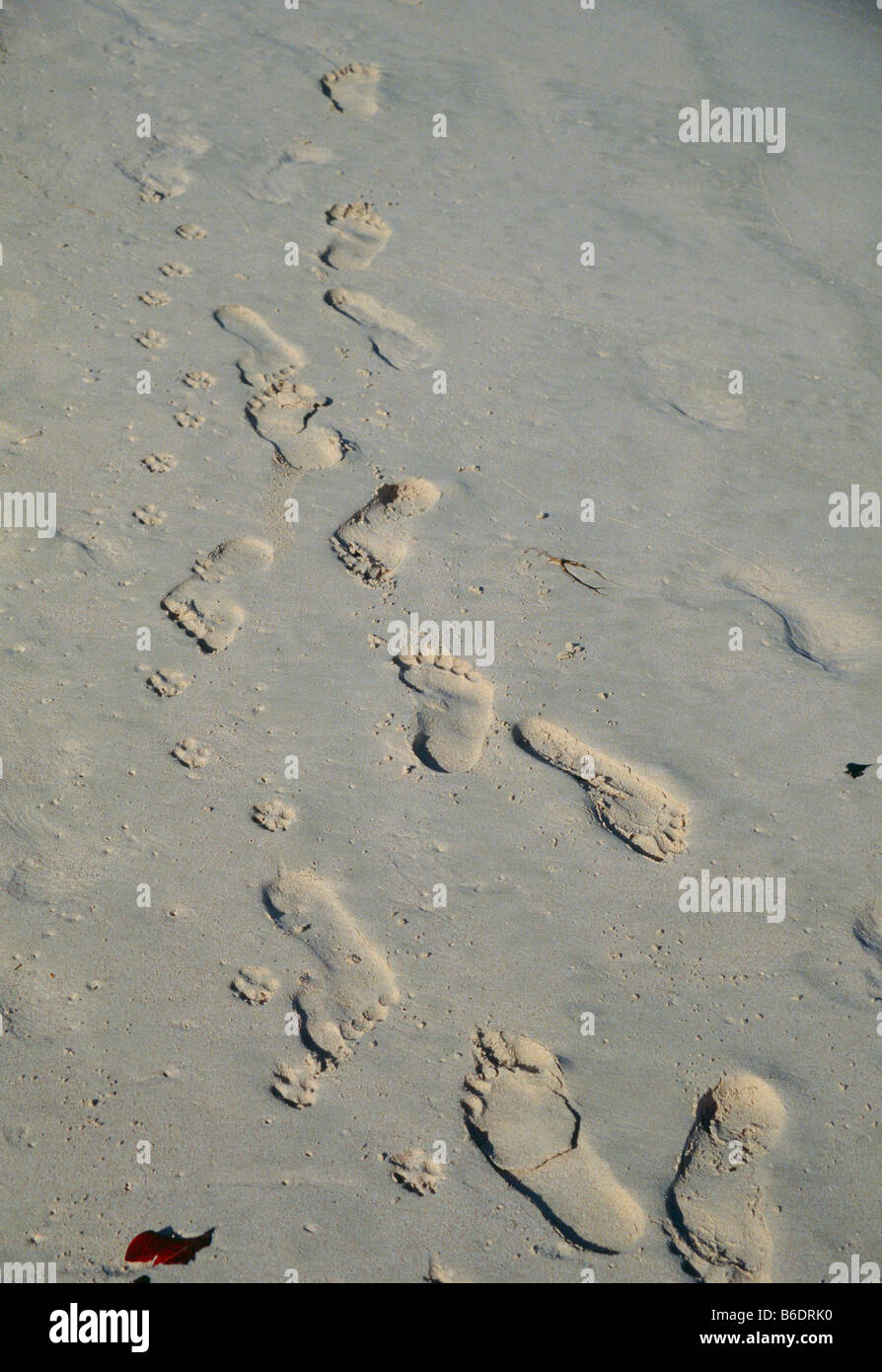 Footprints. Human and dog footprints in sand on a beach. Photographed in Barbados. Stock Photo