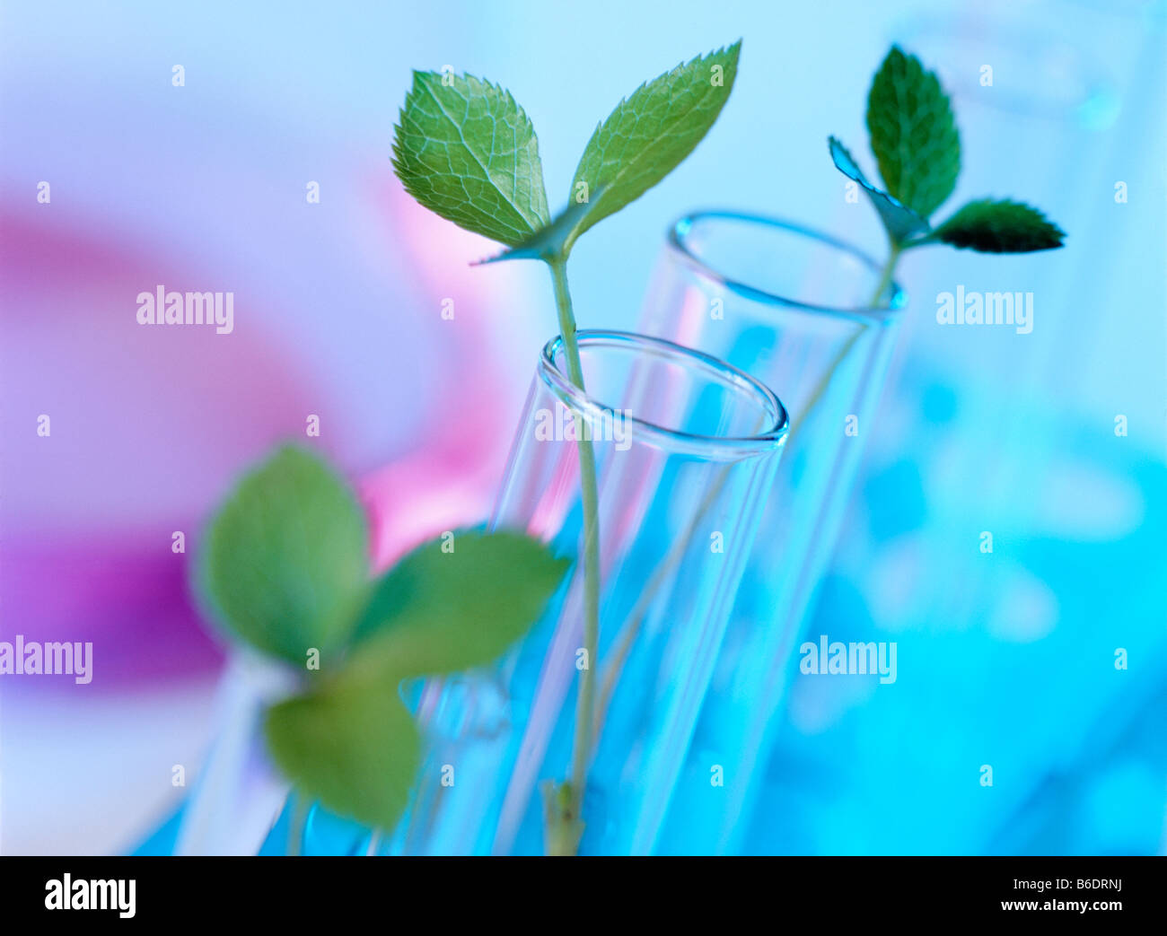 Plant biotechnology. Conceptual image of plants in test tubes Stock