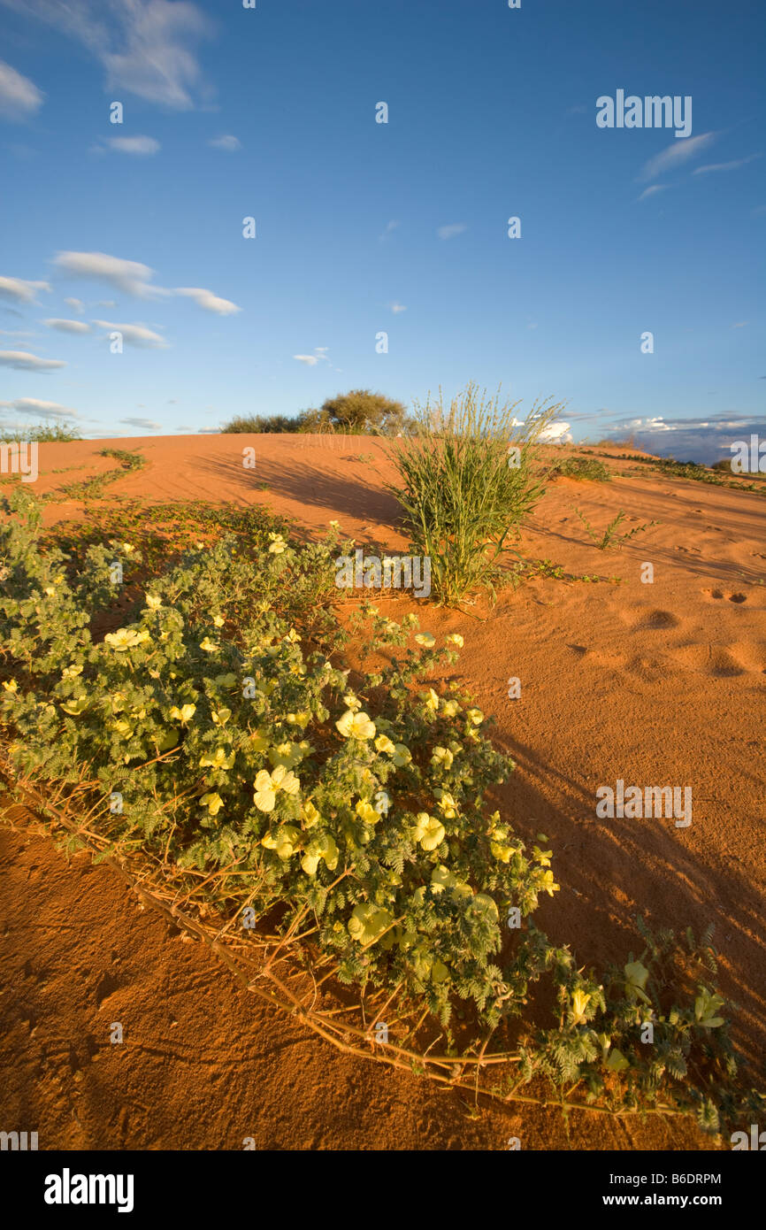 South Africa Kgalagadi Transfrontier Park Yellow wildflowers in red sand dunes in Kalahari Desert during rainy season Stock Photo