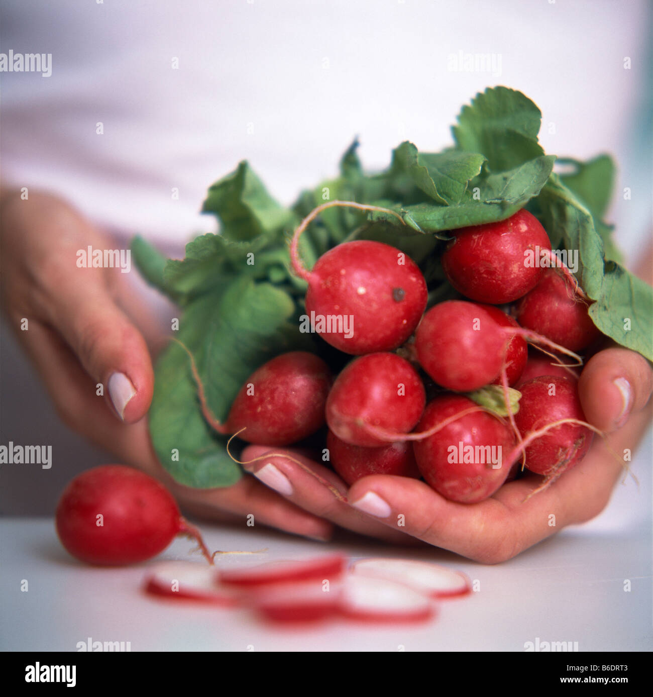 Radishes. Woman holding a bunch of radishes(Raphanus sativus). This root vegetable is a good