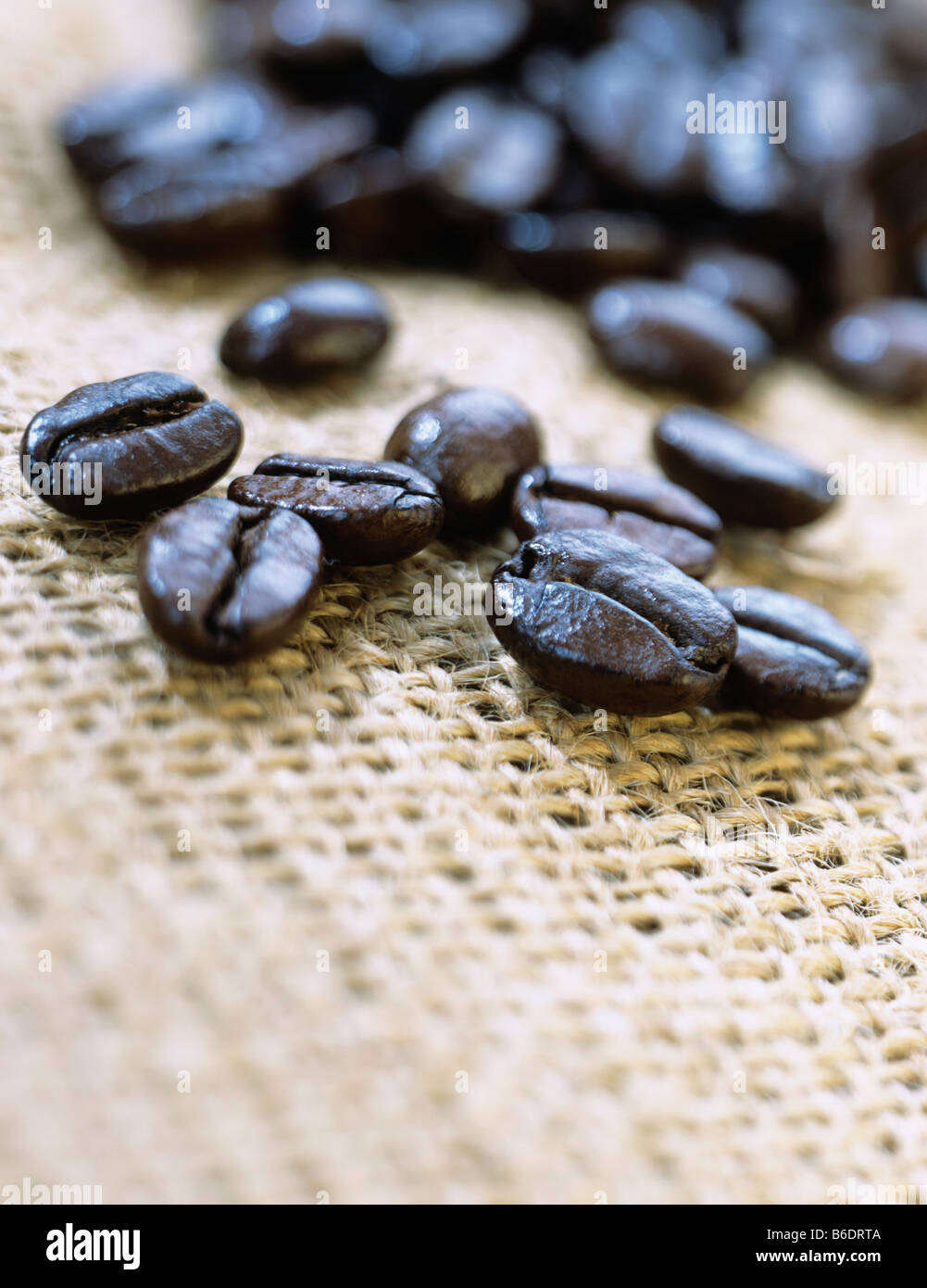 Coffee beans. These roasted seeds of the coffee plant (Coffea Sp.) contain the stimulant drug caffeine. Stock Photo