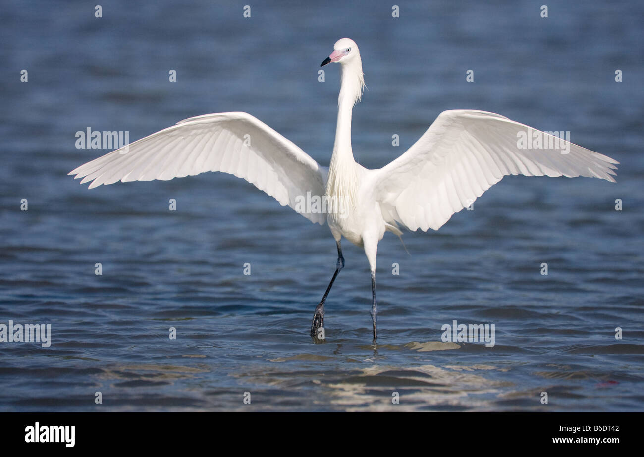 A White Morph (White Phase) Reddish Egret fishes in Fort Myers, Florida. Stock Photo