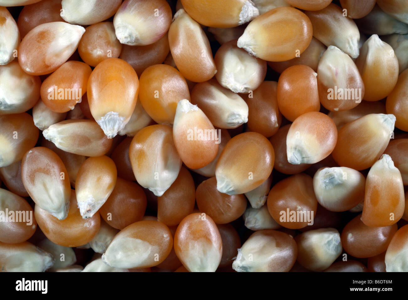 Linseed stock image. Image of eating, kernels, backgrounds - 34759773