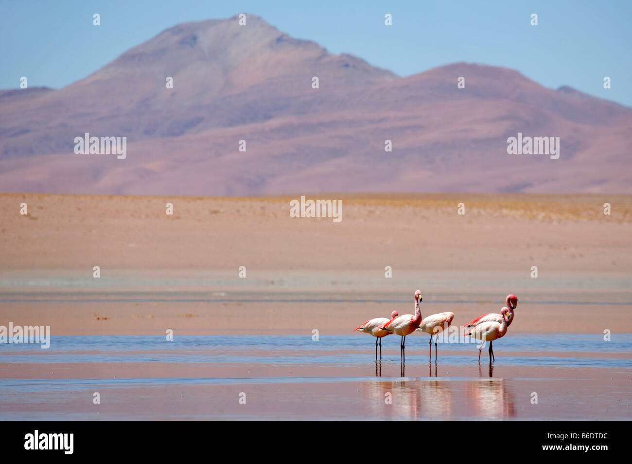 Reserva natural de fauna andina hi-res stock photography and images - Alamy