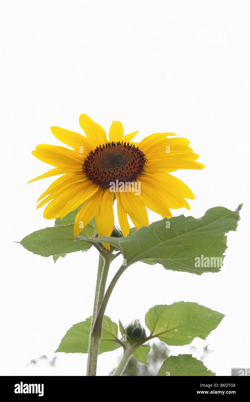 Still Life of a Sunflower Against a Bright White Sky Viewed From Below Copy Space Stock Photo