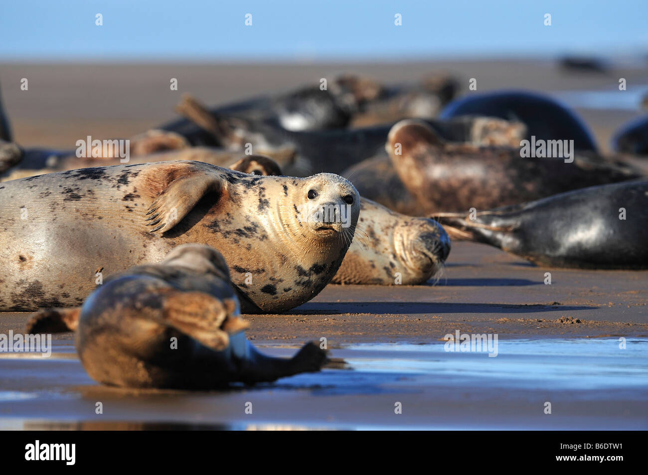Halichoerus grypus. Grey Seals at Donna Nook lincolnshire Stock Photo