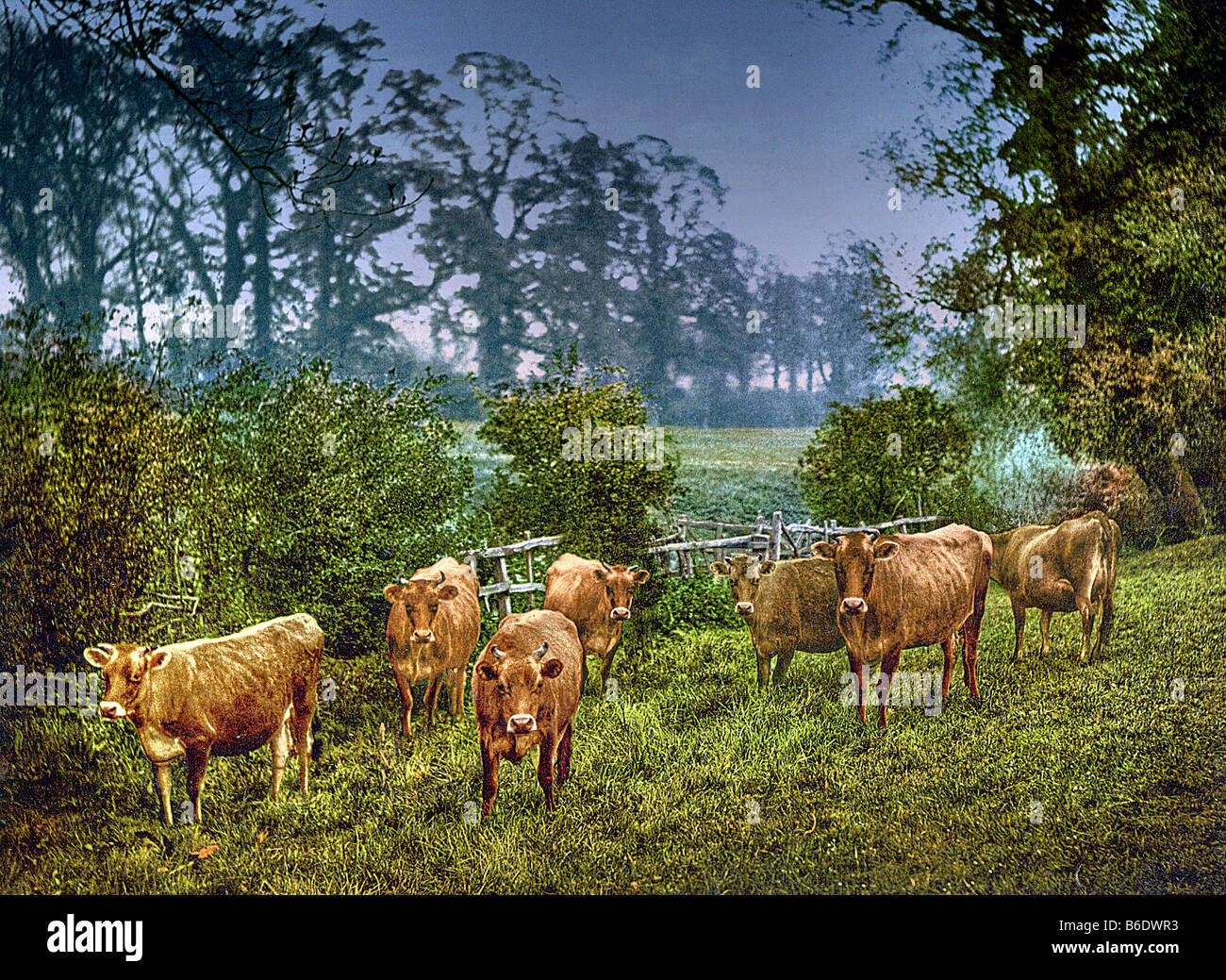 Jersey Cows Milking time Stock Photo Alamy