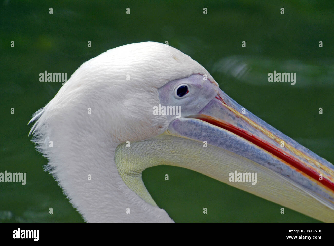PELICANS IN JURONG BIRD PARK, SINGAPORE Stock Photo - Alamy