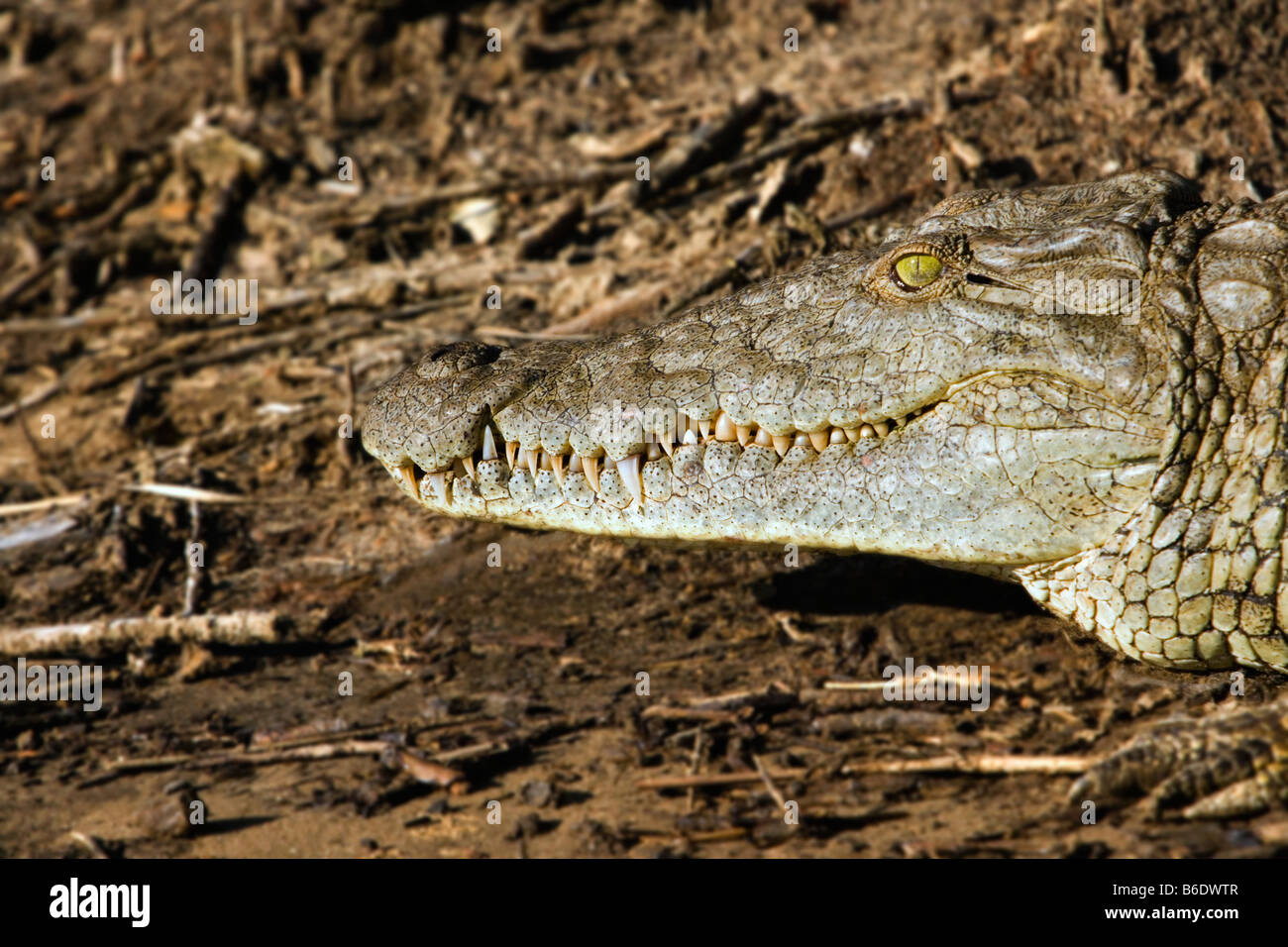 South Africa, Sint Lucia, Greater Sint Lucia Wetlands,  Nile Crocodile Stock Photo