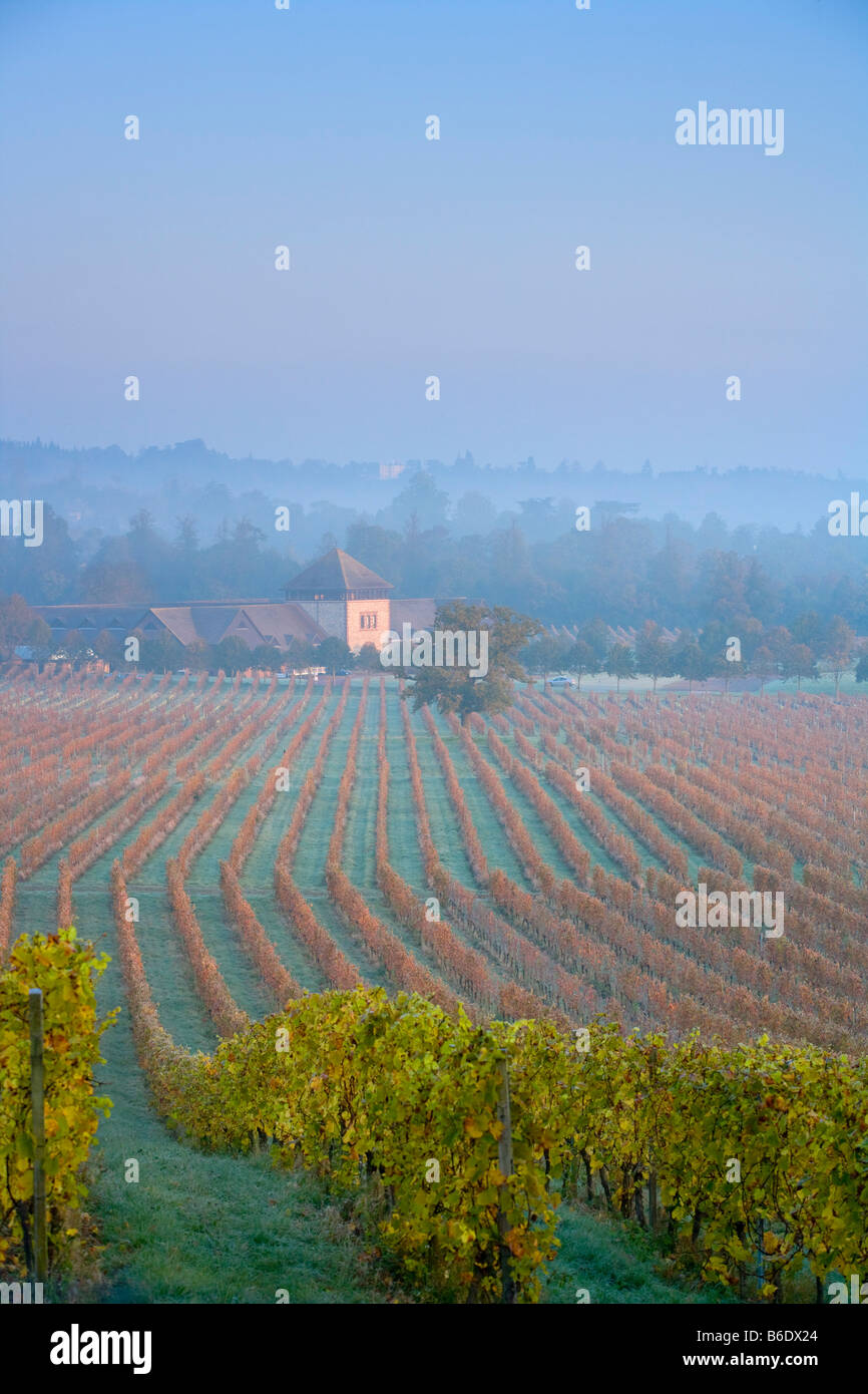 View early morning over autumn vines Denbies Wine Estate Vineyard Dorking Surrey England Stock Photo