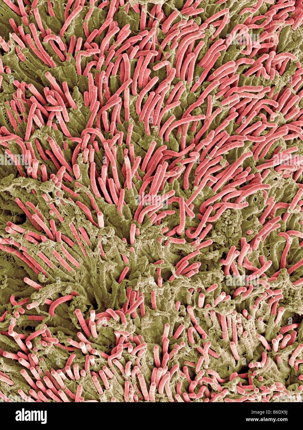 Dental plaque, coloured scanning electronmicrograph (SEM). Plaque consists of a film ofbacteria. Stock Photo