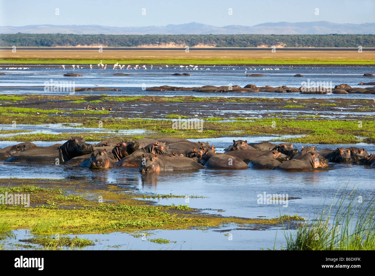 South Africa, Sint Lucia, Greater Sint Lucia Wetlands, Hippos ( hippopotamus ) and flamingos in background Stock Photo