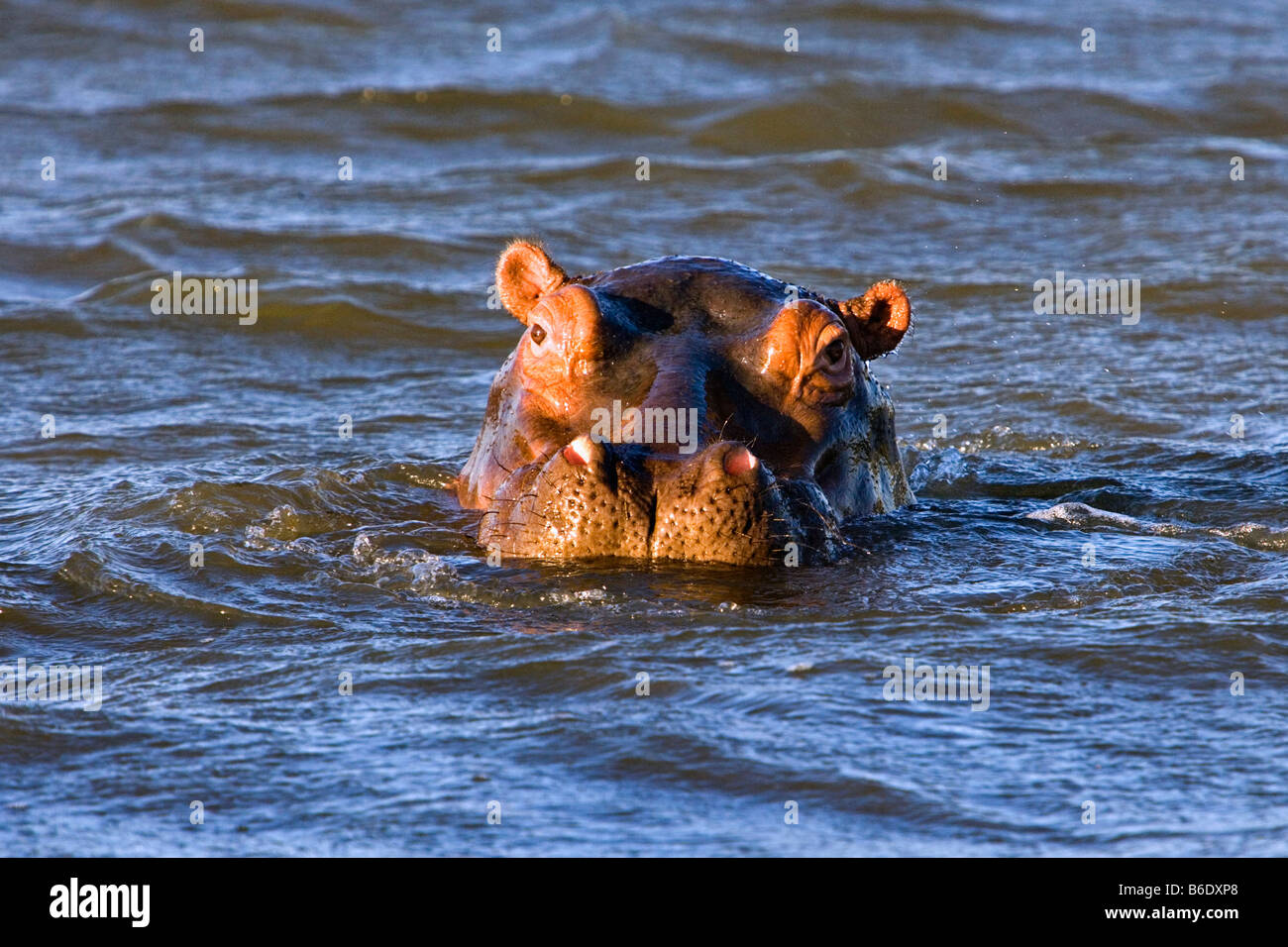 South Africa, Sint Lucia, Greater Sint Lucia Wetlands, Hippo ( hippopotamus ) Stock Photo
