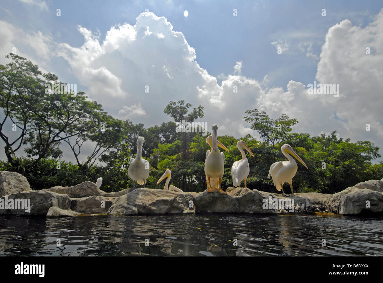 PELICANS IN JURONG BIRD PARK, SINGAPORE Stock Photo - Alamy