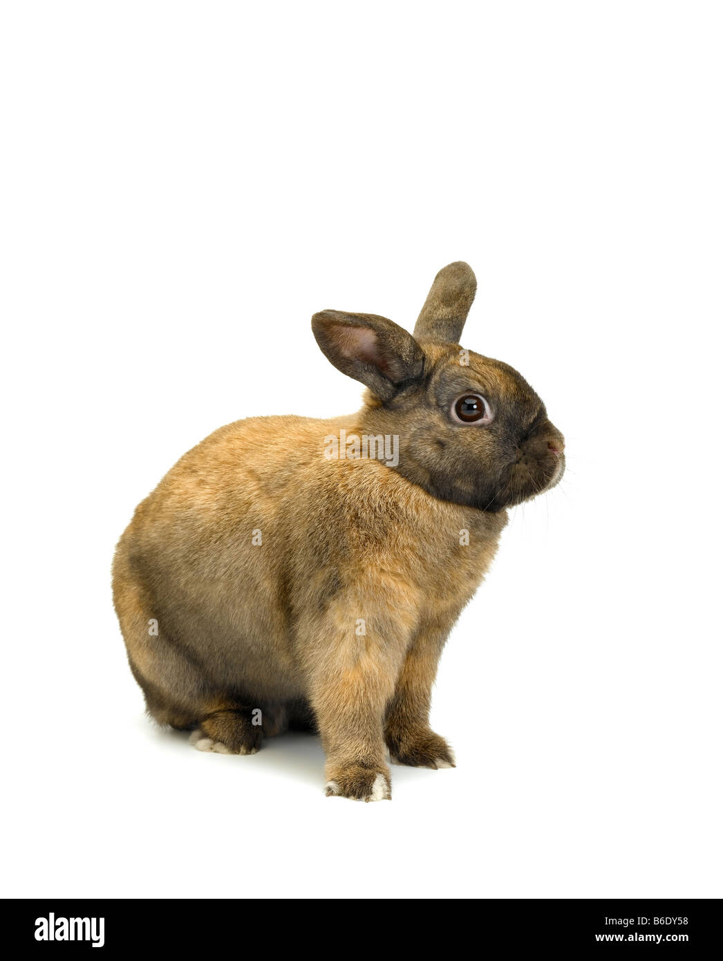 rabbit Stock Photo