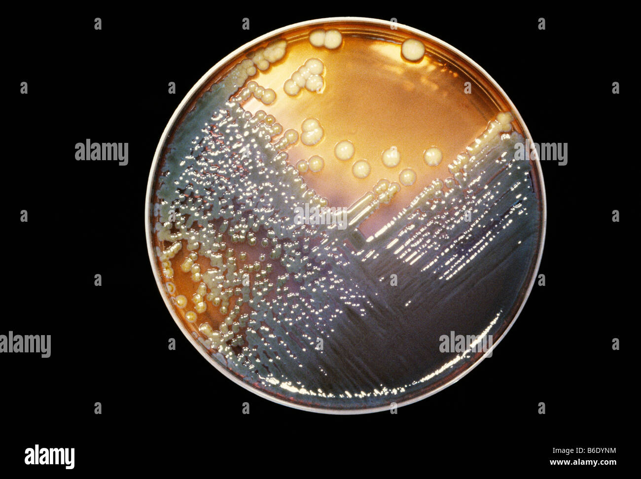 😂 What is being cultured. Cultured Synonyms, Cultured Antonyms. 2019-02-23