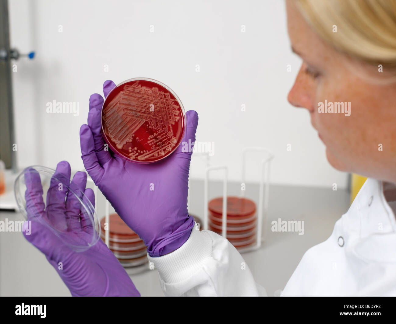 Bacterial contamination tests. Laboratory worker examining a petri dish