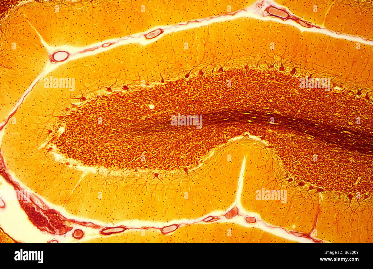 Purkinje nerve cells, Light micrograph of asection through the ...