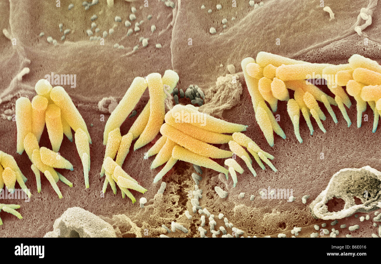 Inner ear hair cells, Coloured scanning electron micrograph (SEM) of sensory inner haircells from the organ of corti Stock Photo