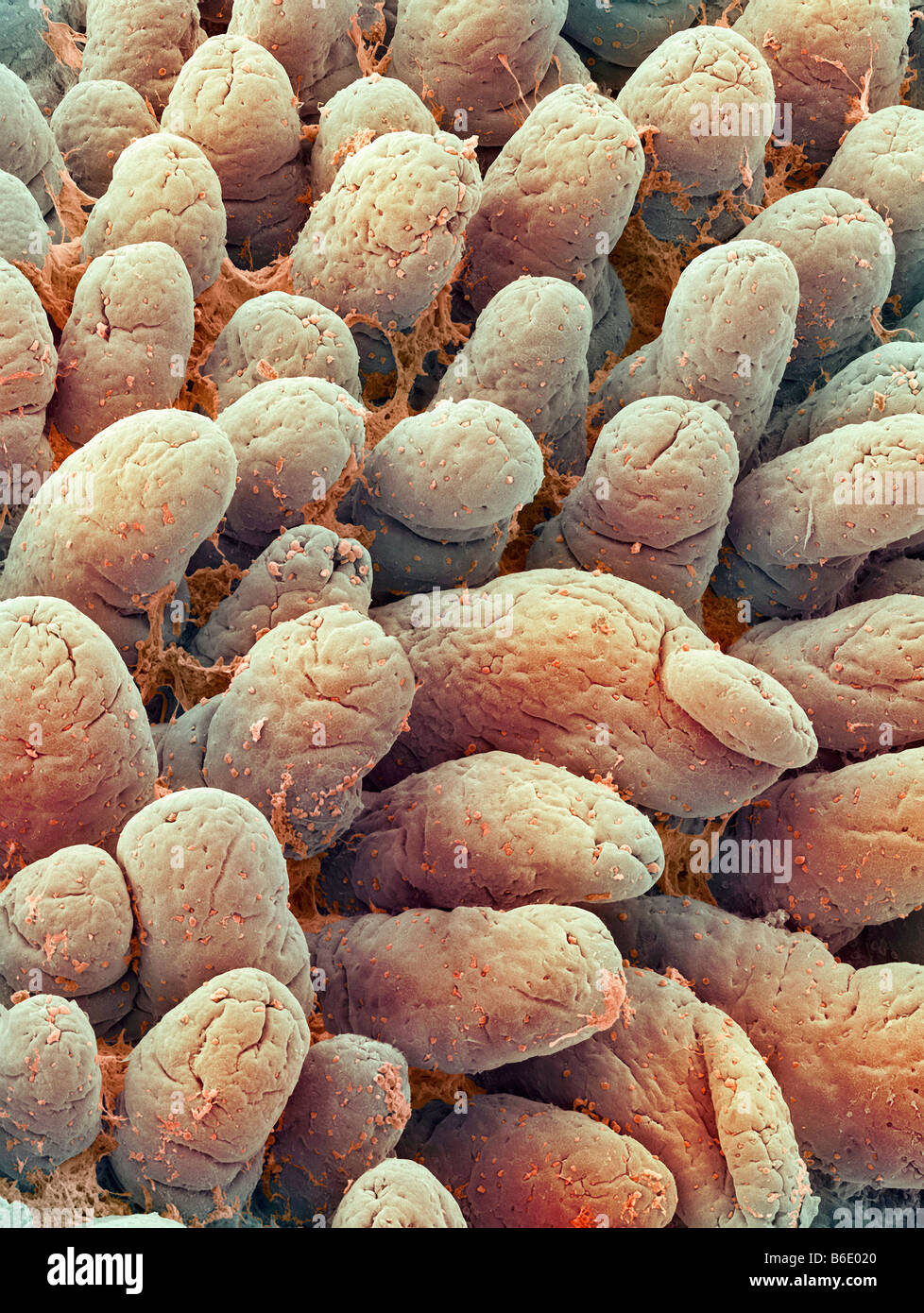 Intestinal lining, Coloured scanning electronmicrograph (SEM) of villi (yellow) from thelining of the small intestine. Stock Photo