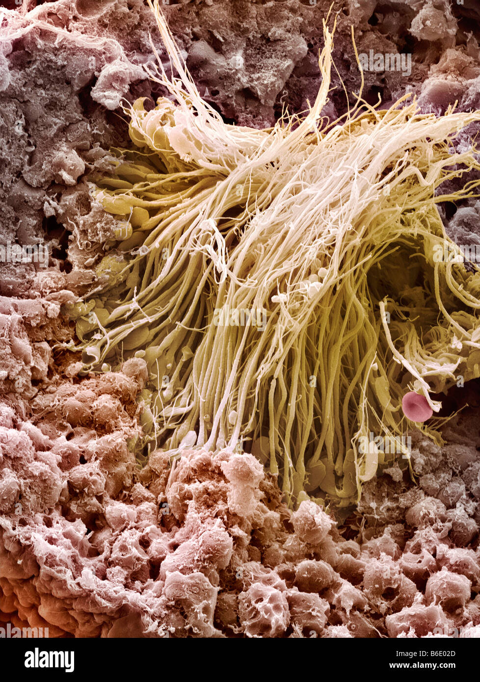 Sperm production site, Coloured scanning electron micrograph (SEM) showing sperm cells in a seminiferous tubule of the testis. Stock Photo