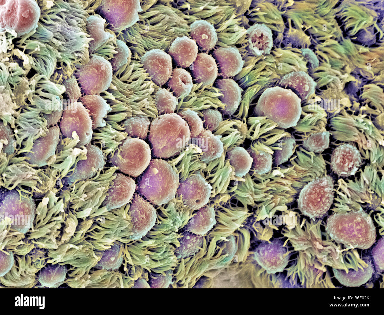 Fallopian tube, Coloured scanning electronmicrograph (SEM) of the epithelial lining of a Fallopian tube (oviduct). Stock Photo