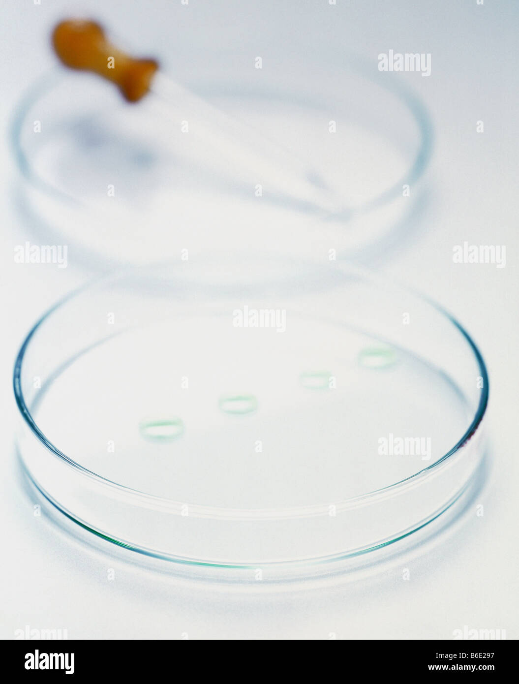 Laboratory glassware. Opened petri dish containing four drops of liquid and a pipette. Stock Photo