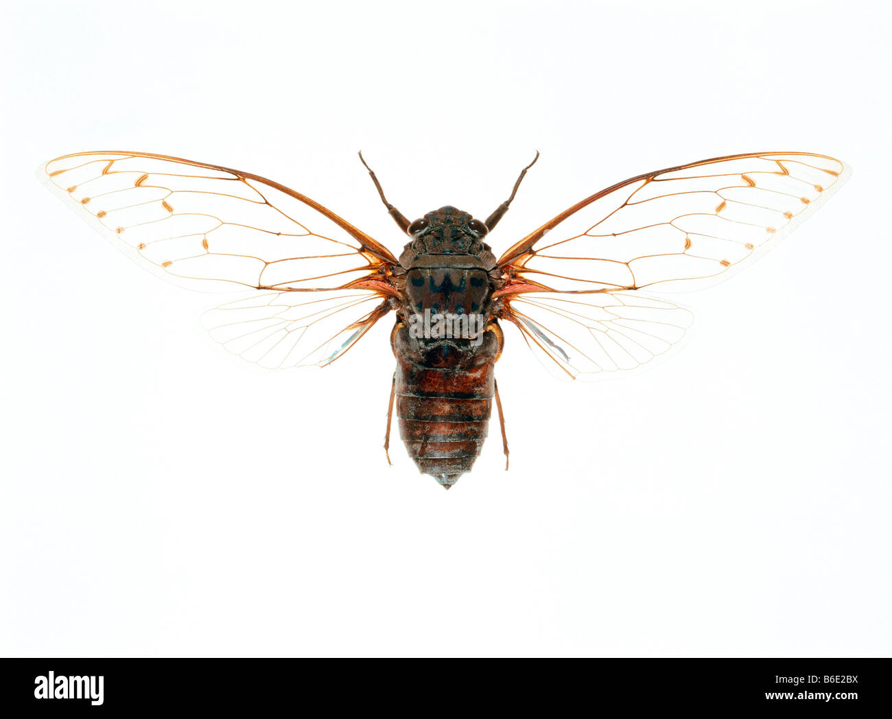 Cicada, (family Cicadidae). Cicadas have twopairs of large, membranous wings. Stock Photo