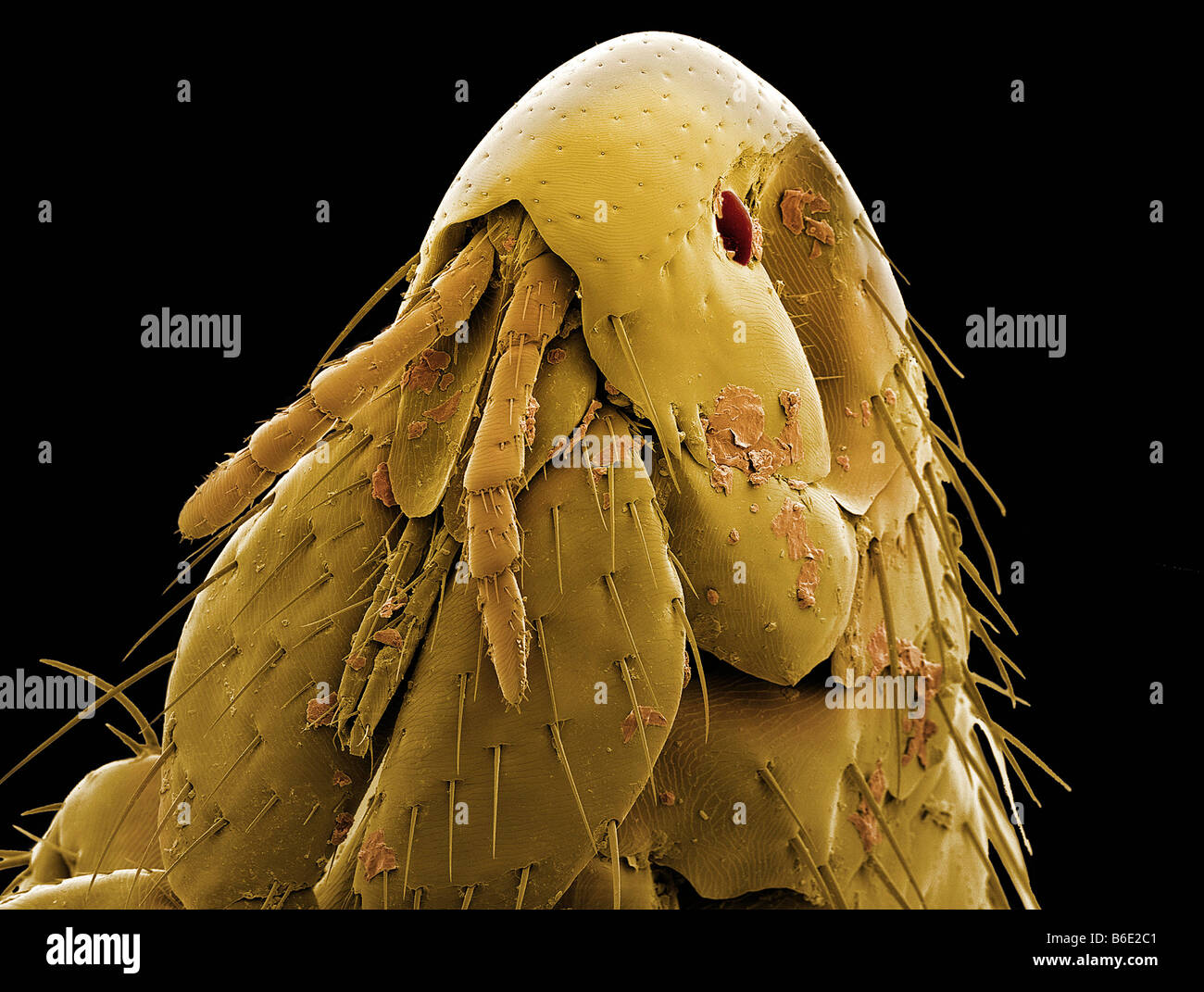 Cat flea head, Coloured scanning electron micrograph (SEM) of a cat flea Stock Photo