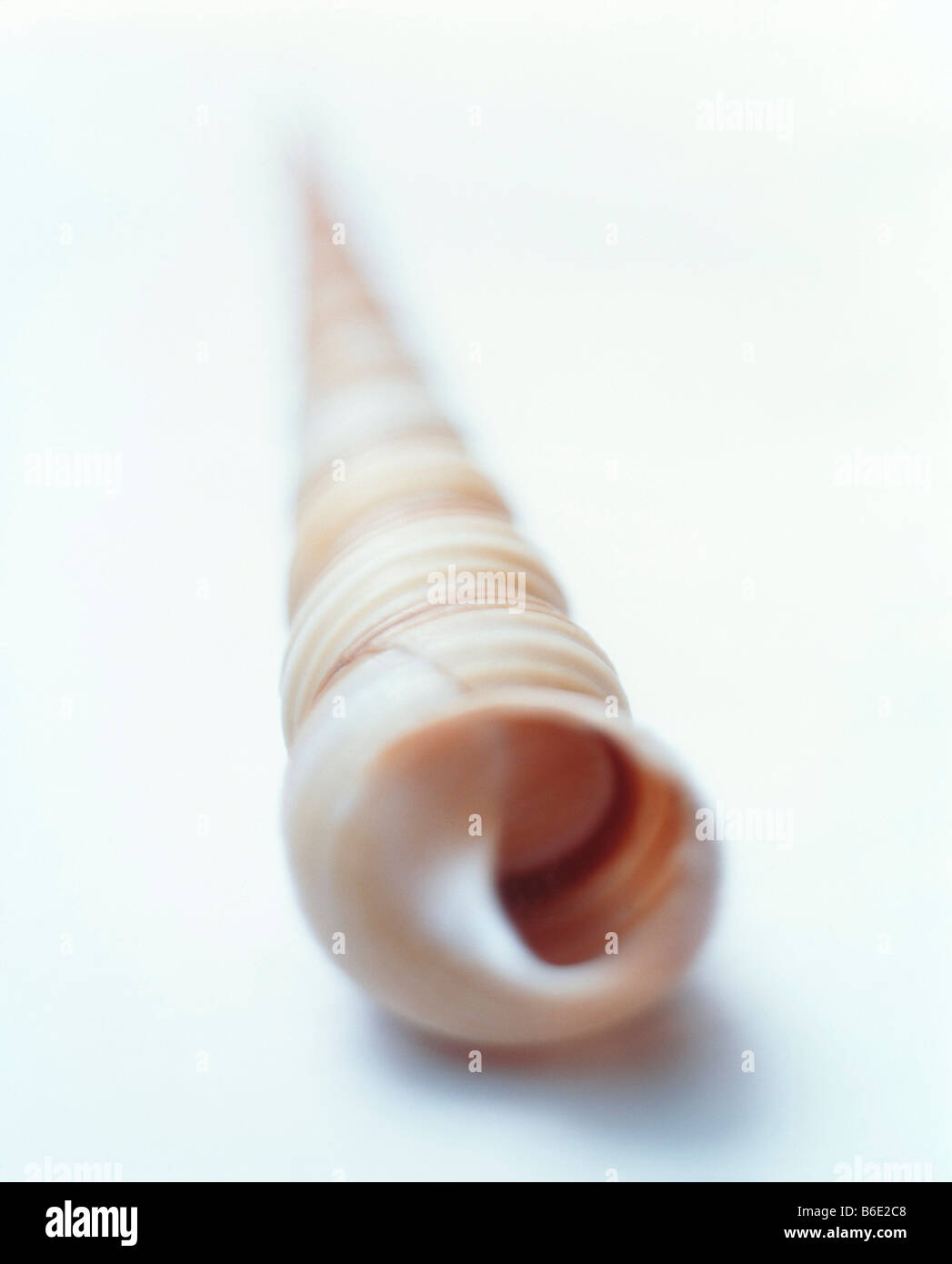 Shell of unidentified sea snail. Stock Photo