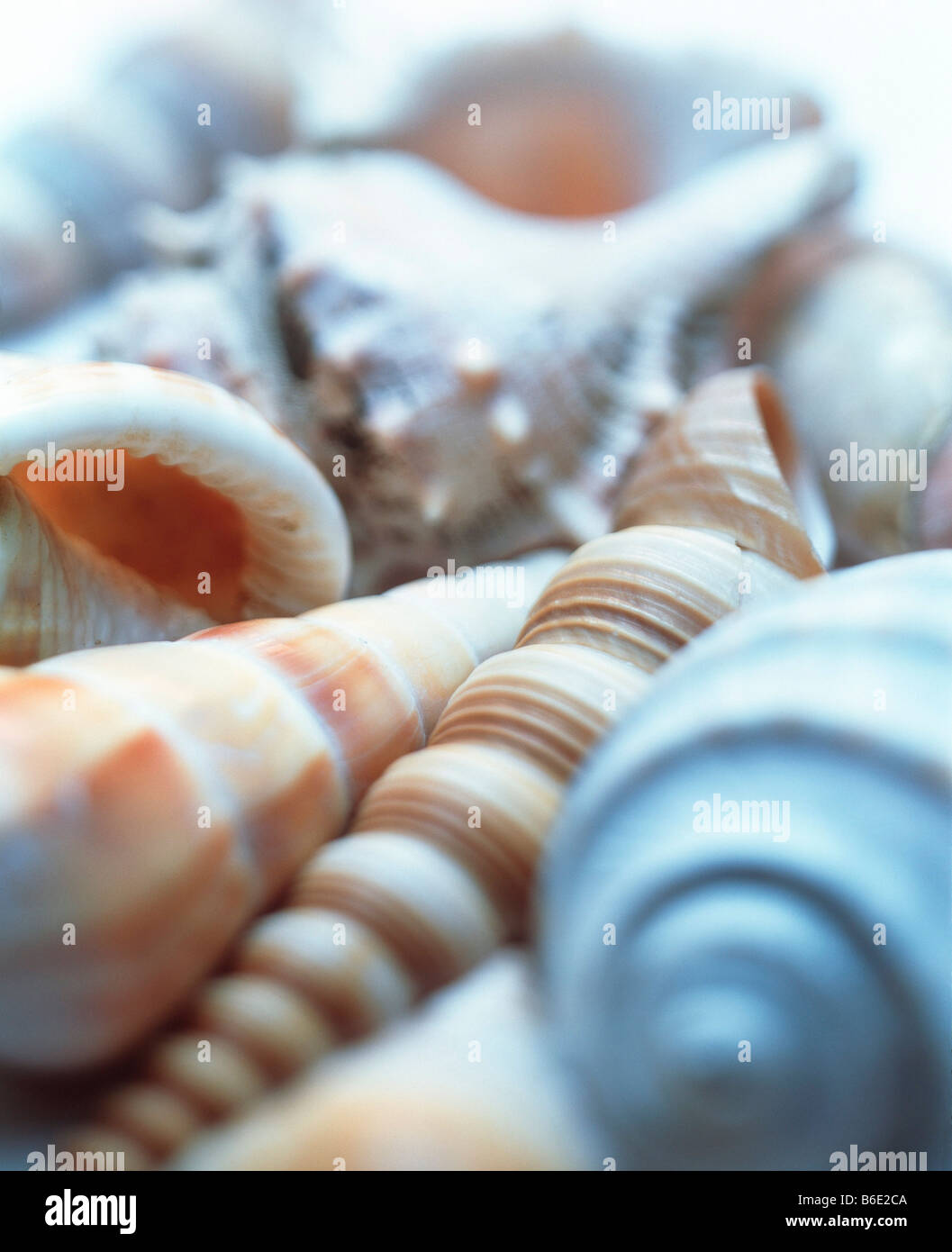 Shells of unidentified sea snails. Stock Photo