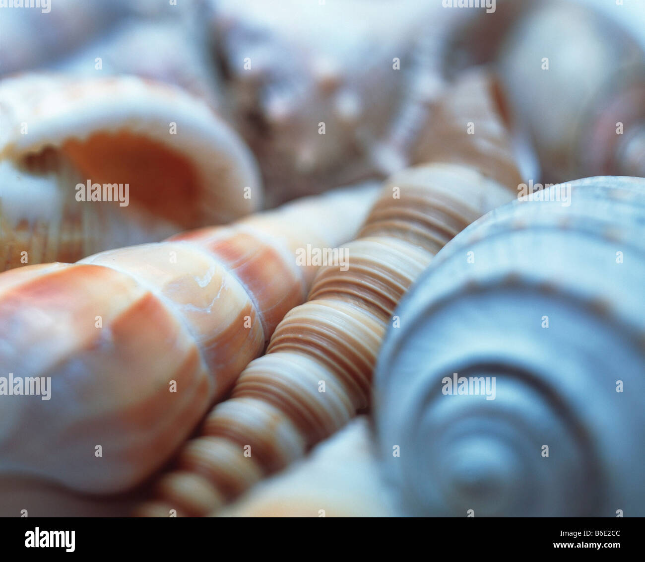 Shells of unidentified sea snails. Stock Photo