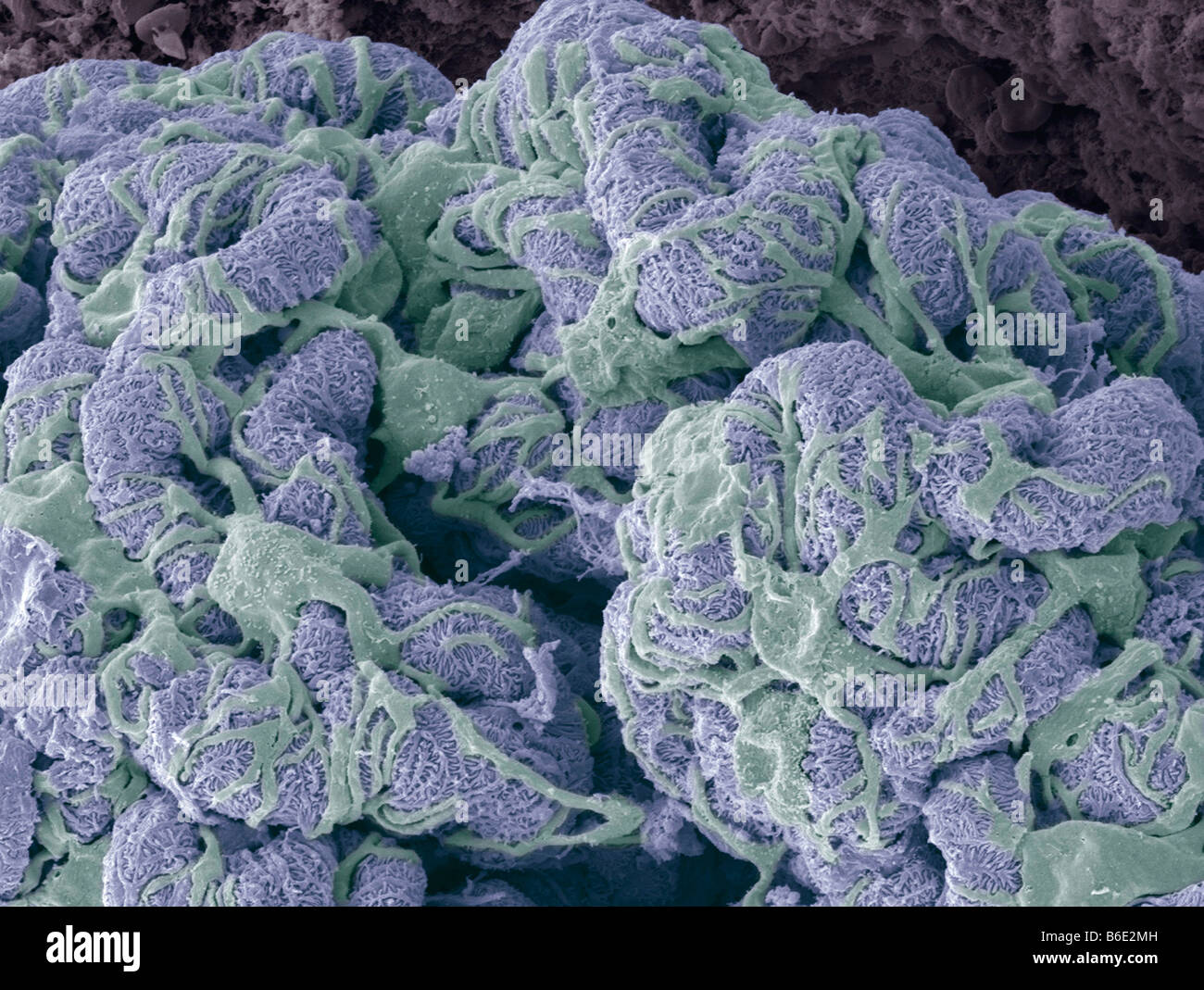 Kidney glomerulus. Coloured scanning electronmicrograph (SEM) showing the surface of aglomerulus. Stock Photo