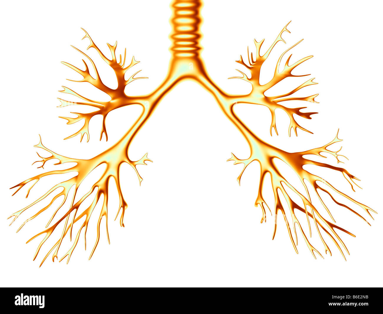 бронхиальное дерево рентген. бронхи анатомия. легкие анатомия бронх и бронхиолы. трахея trachea. бронхиальное дерево со срезом.