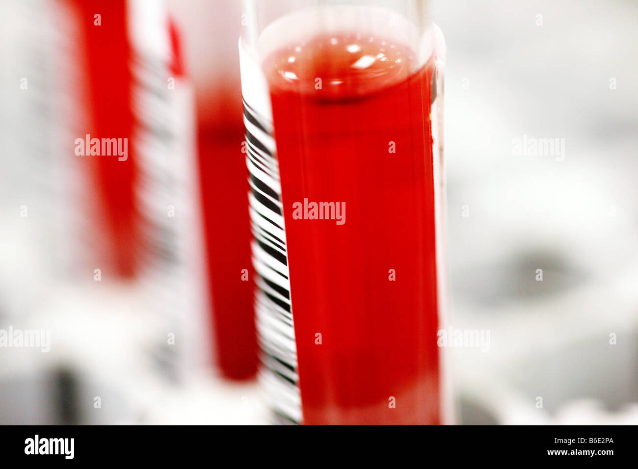 Blood samples. Barcoded test tubes containing blood samples Stock Photo
